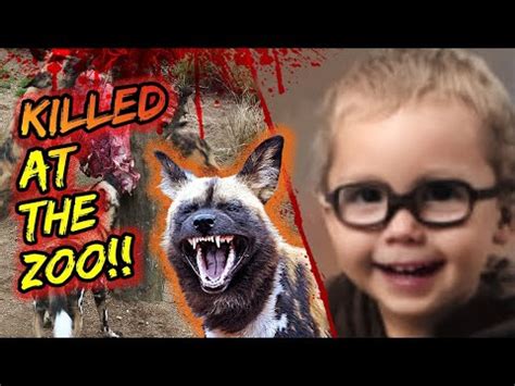 maddox derkosh video|She dropped her son into a pit of wild African dogs .